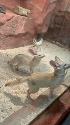 -Zoolung Zoolung动物主题公园(海信广场店)