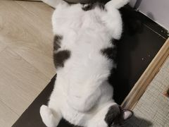 -欣宠猫屋·矮脚拿破仑·蓝金金渐层