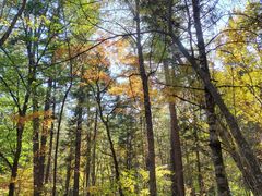 -五营红松林海景区