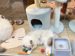 -香港宠物街