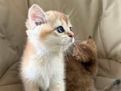 -翊宠yipet猫狗购宠庄园犬舍•猫舍