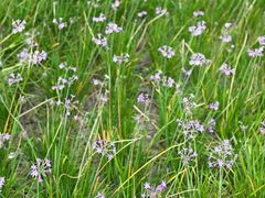 -贵阳市花溪国家城市湿地公园