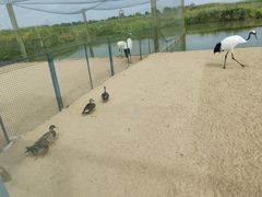-盐城丹顶鹤湿地生态旅游区