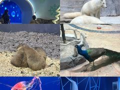 -海合安青岛极地海洋公园