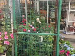 -金陵花卉交易市场