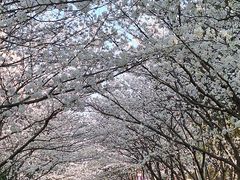 -高东镇樱花园