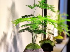 -植觉