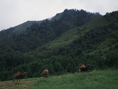 -硗碛藏寨·神木垒景区