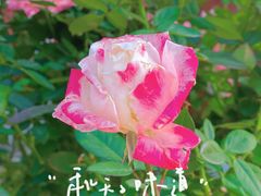 -天坛公园