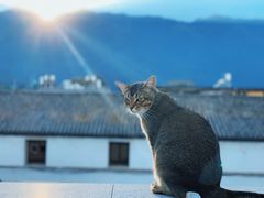 -喵屿·大理花园猫咖