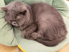 -猫域·湾主题猫咖·宠物吧(南坪城市广场店)