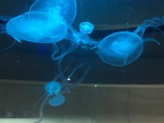 -常州海昌海洋探索馆