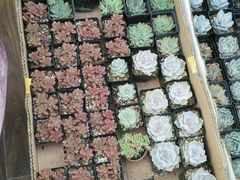 -花言草语(灵山路店)