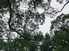 -上海共青森林公园