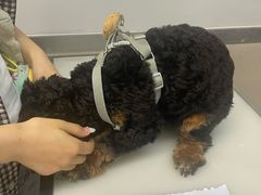 -爱妮康宠物医院·干细胞免疫细胞·肿瘤·心脏(张江店)