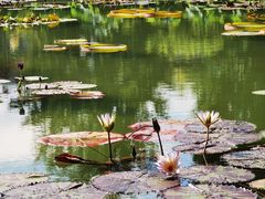 -莲花池公园