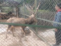 -青藏高原野生动物园