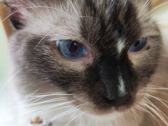 -猫在这儿猫咪咖啡馆·撸猫馆