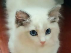 -喵zoo家庭繁育猫舍(尖东智能花园店)
