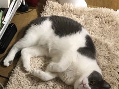 -爱侣宠医·鹦鹉专科·小型哺乳类·异宠专科(灵石路店)