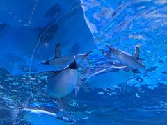 -上海海昌海洋公园