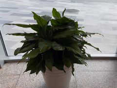 -麦当劳(北苑秋实路店)