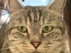 -猫儿山۰猫主题餐厅