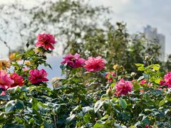 -人民公园(罗湖区)