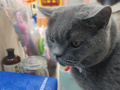 -全心全意连锁动物医院·微创中心·内科急重症·心脏专科(丰管路店)