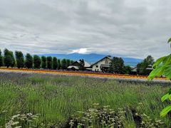 -富田农场