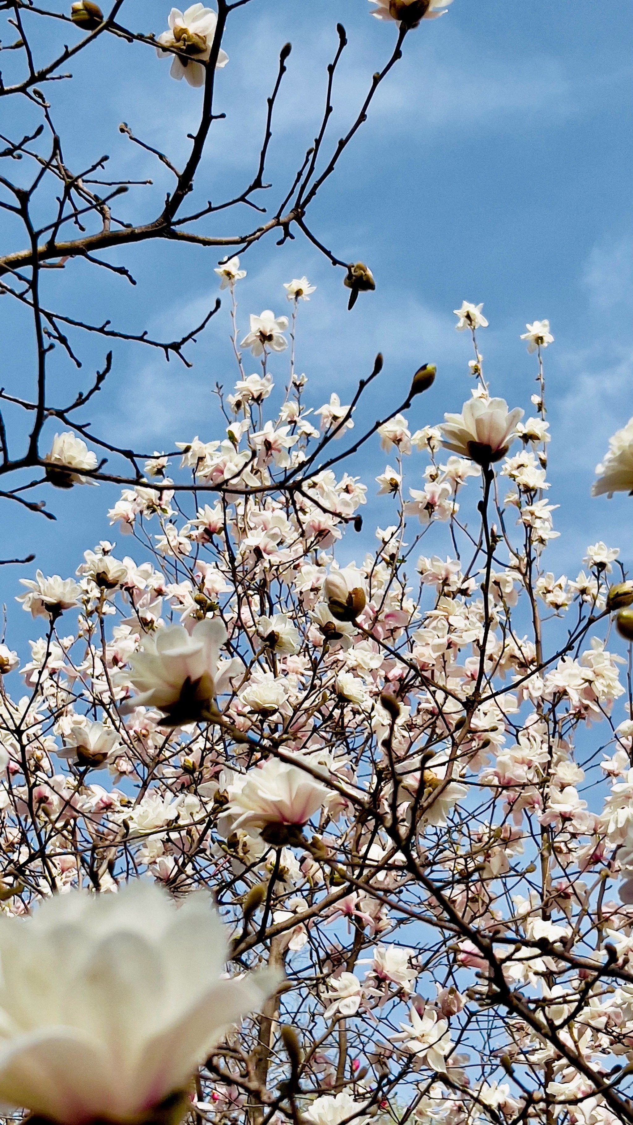 春天花丛拍摄