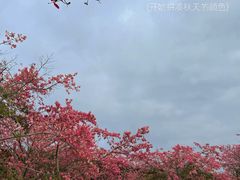 -风云岭森林公园