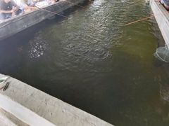 -会江钓鱼钓虾烧烤场