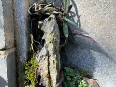 -东莞植物园