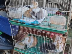 -苏州市皮市街花鸟工艺品市场