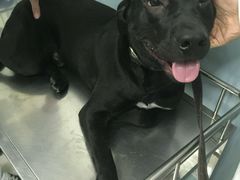 -中农大我爱我爱24h动物医院·中医针灸·猫专科·骨科医疗中心(双井店)