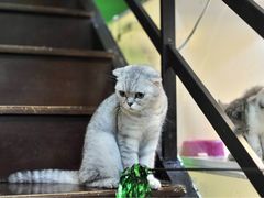 -李小姐の猫咖啡馆(五角场店)