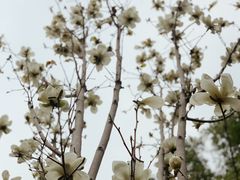 -樱花糕坊(凯德广场店)