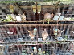-樂桃源奉贤黄桃种植采摘基地
