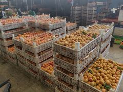 -东方鼎信农副产品交易中心