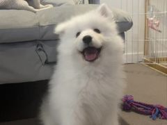 -翊宠yipet猫狗购宠庄园