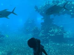 -海棠湾洲际-涛·海底餐厅·美人鱼·自助餐·海底隧道