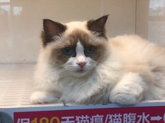 -lincat·猫舍(广州店)
