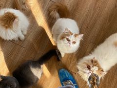 -猫的茶·猫咖