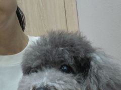 -瑞派名望24h动物医院异宠专科·猫专科·骨科·重症监护分院