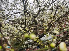 -杭州植物园