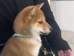 -佳雯宠物医院·皮肤科·内外科(春晓路分院)