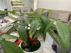 -MIDA蜜哒•科技逆龄美肤连锁