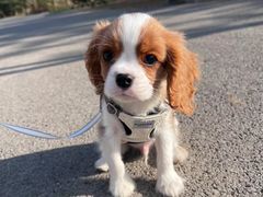 -萌宠之家·腊肠犬·马尔泰·小体犬舍