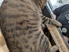 -猫的天空之城概念书店(杭州南宋御街店)